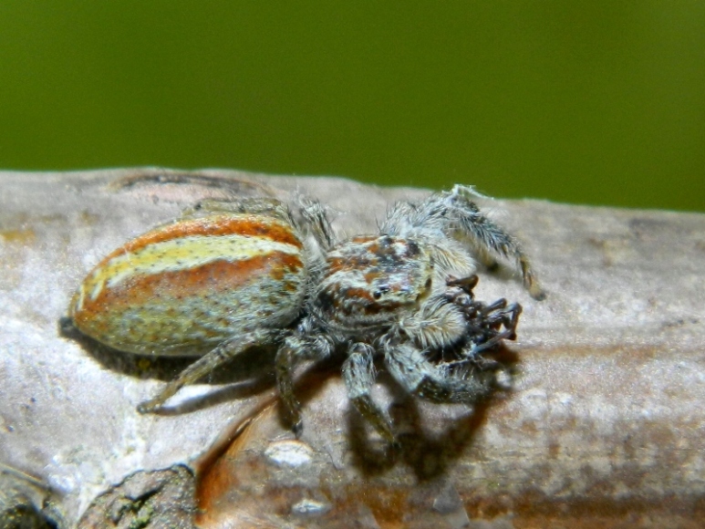 Marpissa pomatia - Viadana (MN)